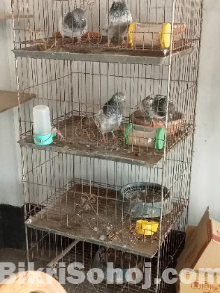 কবুতর